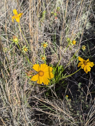 Coreopsis lanceolata observed 2025-05-03
