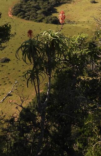 Aloe pluridens, photograph 6