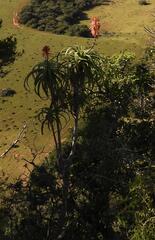 Aloe pluridens, photograph (c) Henry de Lange, some rights reserved (CC BY)