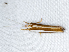 Catoryctis subparallela