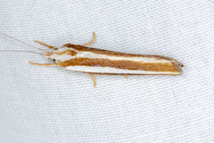 Catoryctis subparallela
