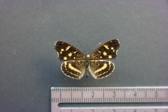 Anthanassa ptolyca ptolyca