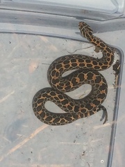 Crotalus polystictus