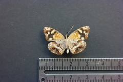 Anthanassa ptolyca ptolyca