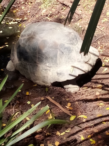 Aldabrachelys gigantea