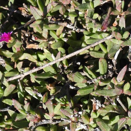 Eastern Tentfig (Ruschia orientalis)