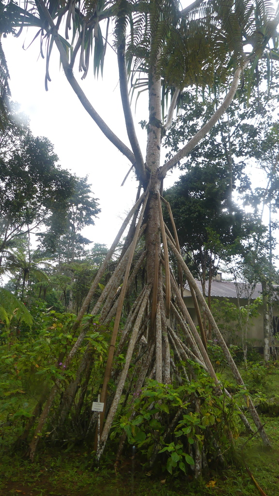 Pandanus thomensis