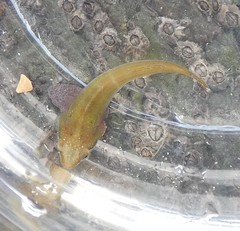 Apletodon dentatus