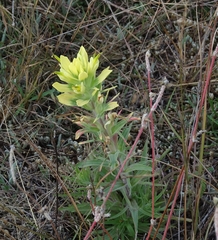 Castilleja citrina