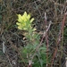Lemon Paintbrush - Photo (c) Russell Pfau, some rights reserved (CC BY-NC)