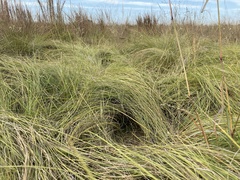 Sporobolus silveanus