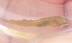 Apletodon dentatus