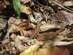 Ameiva atrigularis