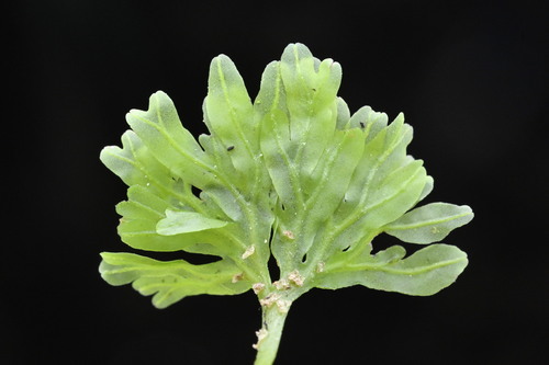 Hymenophyton leptopodum