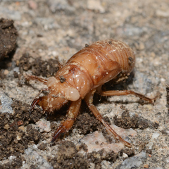 Cicadidae