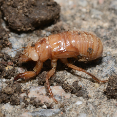 Cicadidae