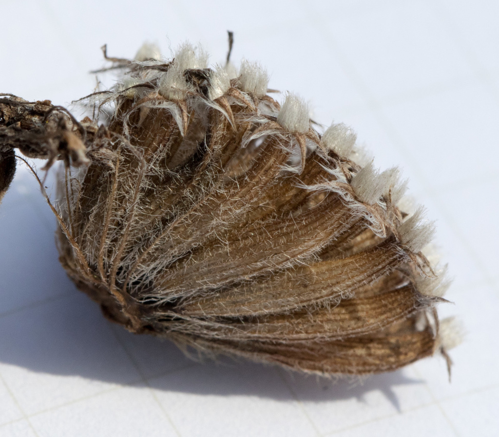 Monarda stanfieldii