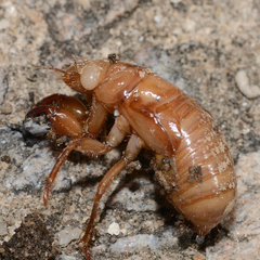 Cicadidae
