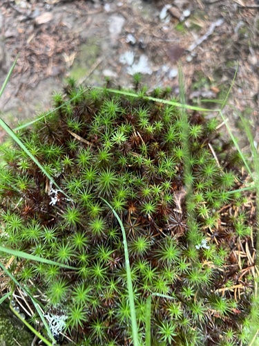 Common Haircap Moss