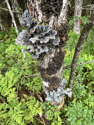 Textured Lung Lichen