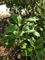 Pluchea carolinensis