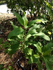 Pluchea carolinensis