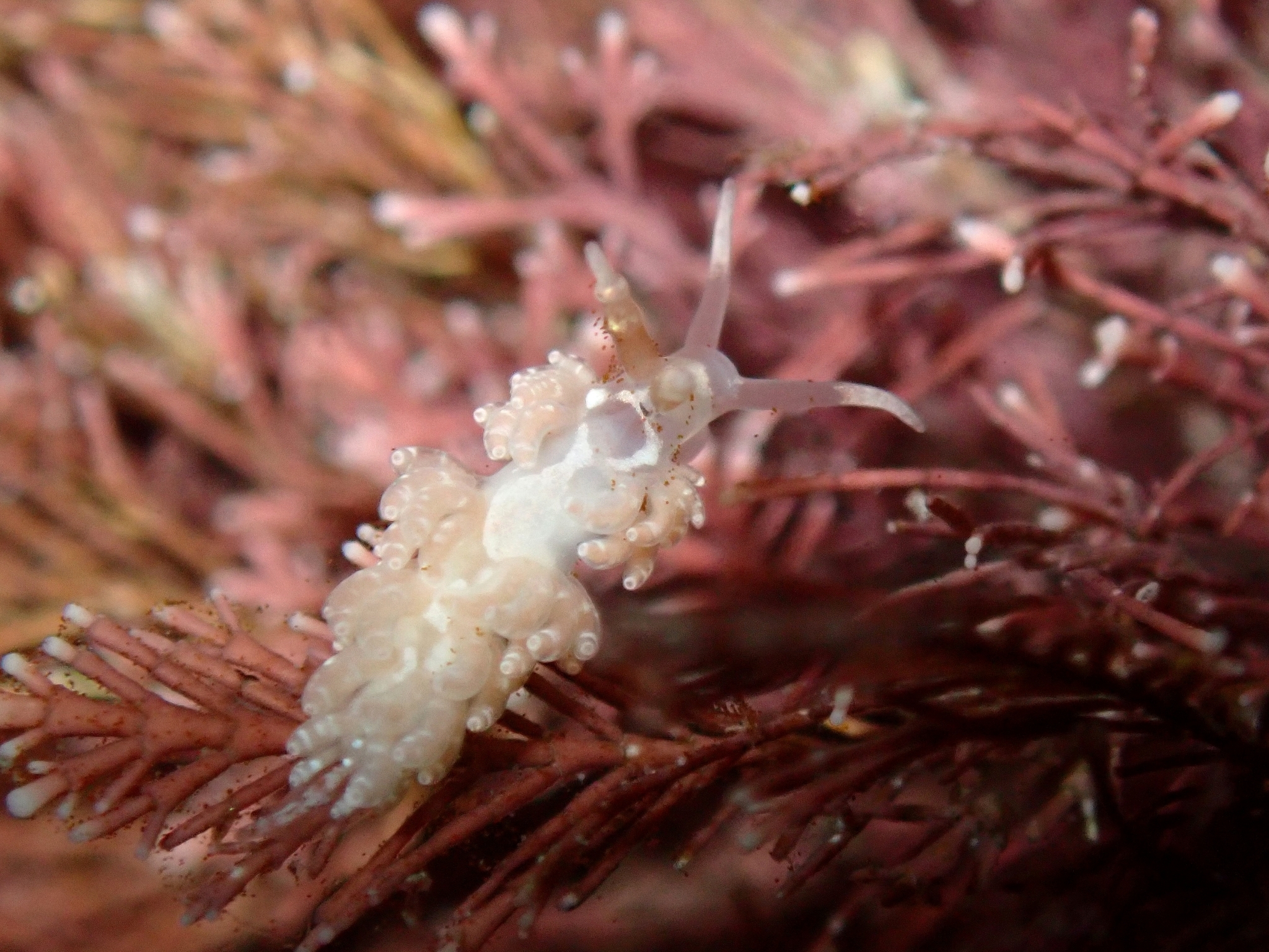 Favorinus vitreus