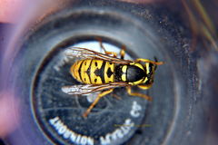 Vespula atropilosa