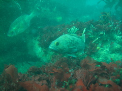 Sebastes auriculatus