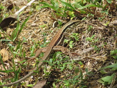 Ameiva atrigularis