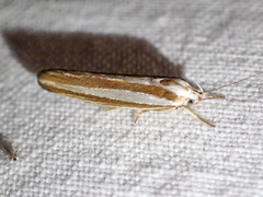 Catoryctis subparallela
