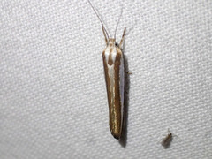 Catoryctis subparallela