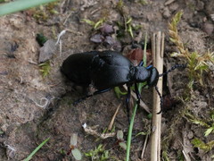 Meloe proscarabaeus