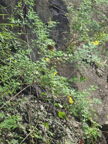 Genista maderensis, photograph 4