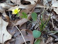 Ranunculus rhomboideus
