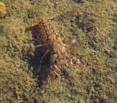 Procambarus simulans