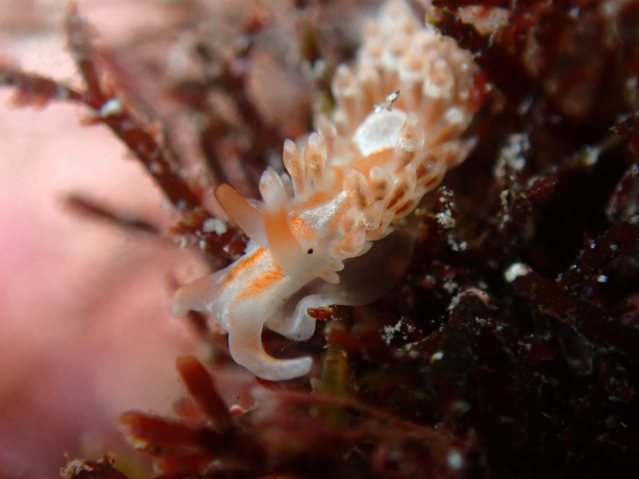 Anteaeolidiella lurana