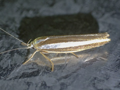 Catoryctis subparallela