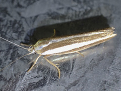 Catoryctis subparallela