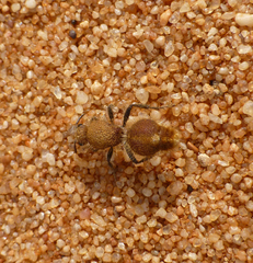 Ephutomorpha ferruginata
