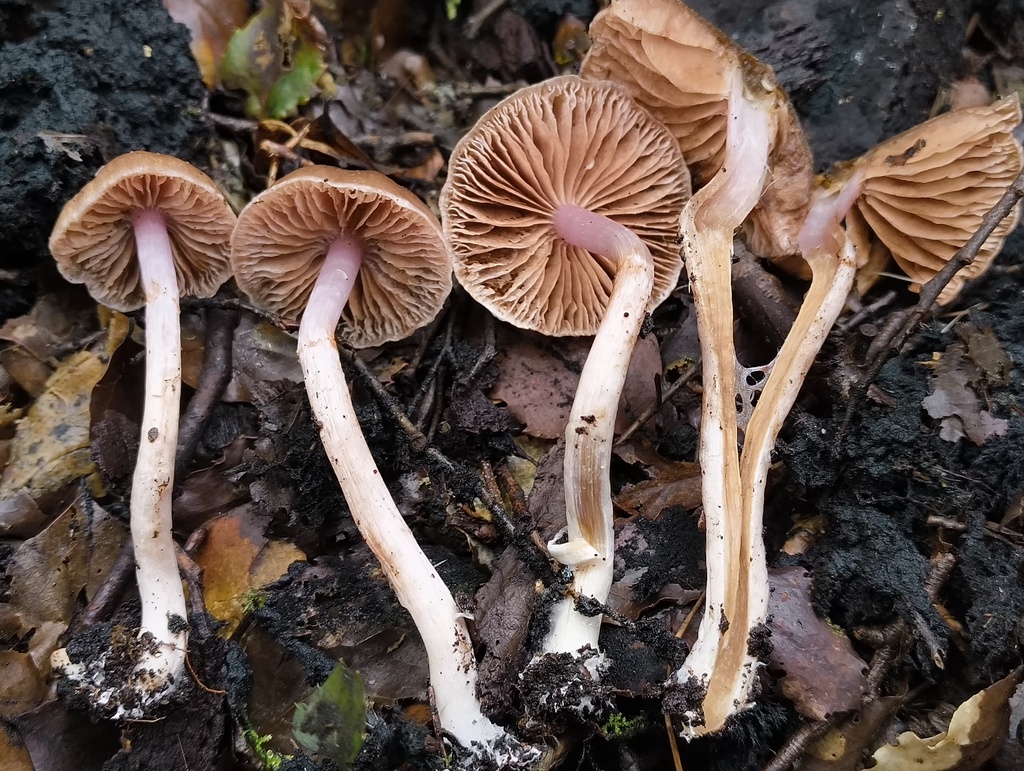 Cortinarius cucumeris · July 2025 · photo: © zedt (iNaturalist, cc-by)