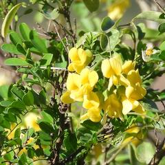 Calpurnia aurea, photograph (c) Henry de Lange, some rights reserved (CC BY)