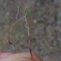 Aristida longespica