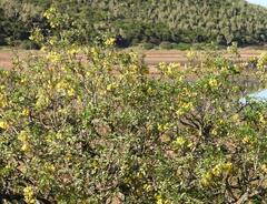 Calpurnia aurea, photograph (c) Henry de Lange, some rights reserved (CC BY)