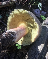 Xerocomellus mendocinensis