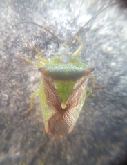 Acanthosoma haemorrhoidale