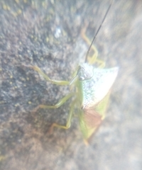 Acanthosoma haemorrhoidale