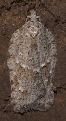 Acleris placidana