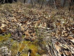 Piptatheropsis pungens