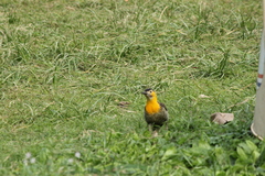 Colaptes campestris